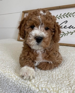 F1B Mini Goldendoodle of Pepper Goose